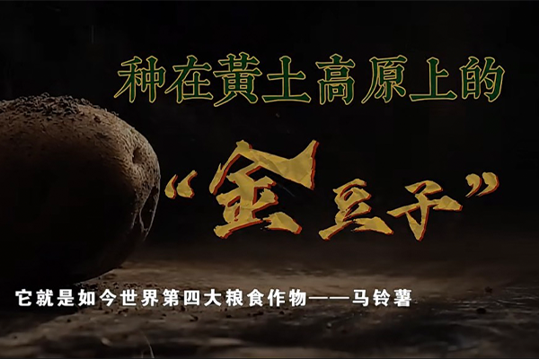 种在黄土高原上的“金豆子”