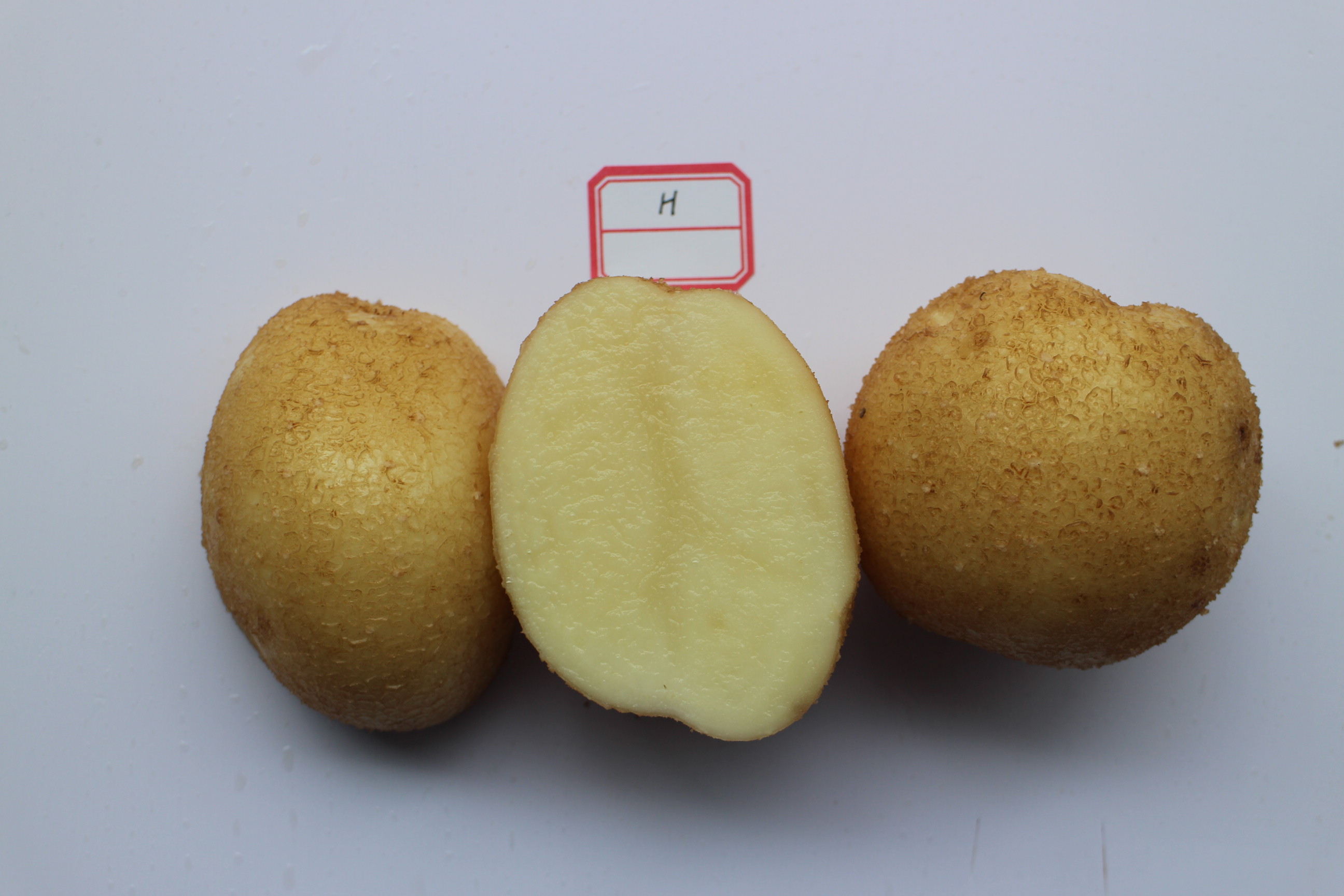 4c9ce24aff0e101e30de34feb2c6d2b5