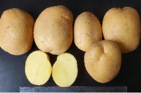 Mayan Potato 1/ 马研薯1号