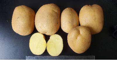 Mayan Potato 1/ 马研薯1号