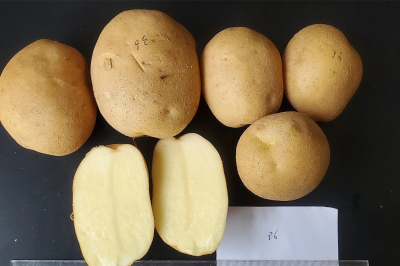 Mayan Potato 6 /马研薯6号